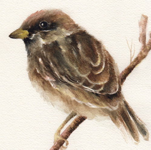 Sparrow watercolor bible art by Caryn Dahm