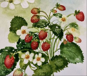 Wild Strawberry Blossoms