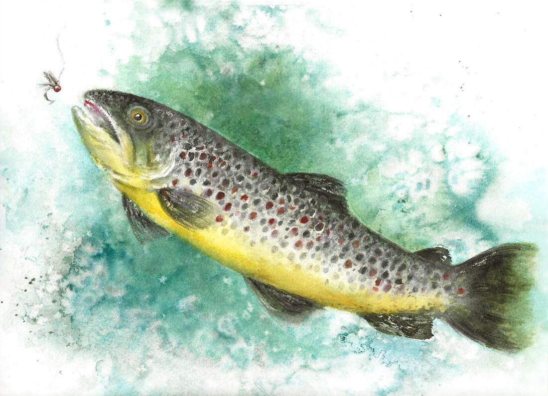 Brown trout watercolor by Caryn Dahm