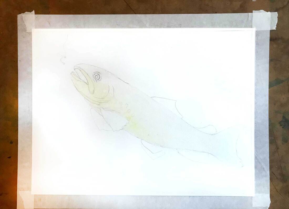 line drawing of brown trout